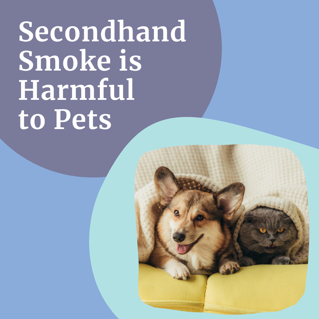The words 'Secondhand Smoke is Harmful to Pets' over a photo of a corgi and a fluffy gray cat under a blanket.